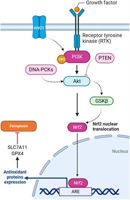 Regulation of ferroptosis by PI3K/Akt signaling pathway: a promising therapeutic axis in cancer